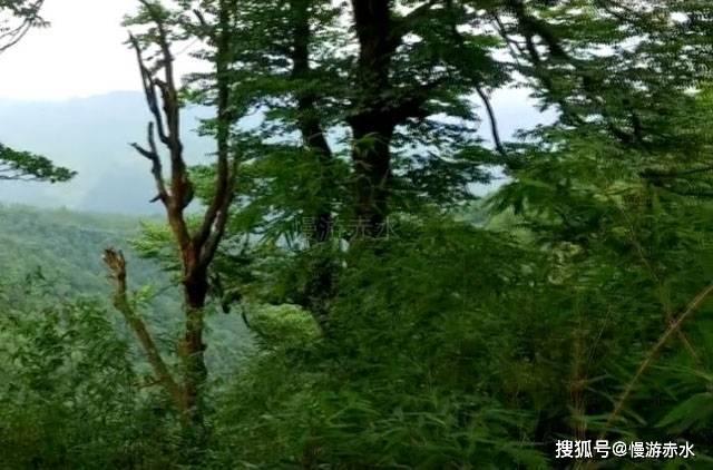 漂亮鹦鹉救援